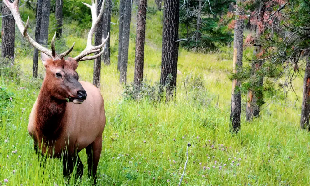 Majestic elk standing in Phoenix Park surrounded by lush forest, showcasing Dublin’s natural wildlife